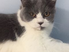 -喵的天空名猫咖啡馆·撸猫·猫舍·用品