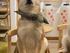 -柴迷FANS CLUB·柴犬狗咖·猫咖