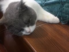 -李小姐の猫咖啡馆(五角场店)
