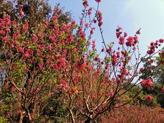 -桃花涧