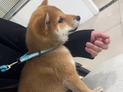 -佳雯宠物医院·皮肤科·内外科(春晓路分院)