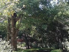 -广东茂名森林公园