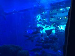 -成都浩海立方海洋公园