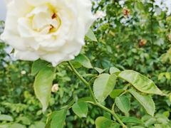 -亚龙湾国际玫瑰谷