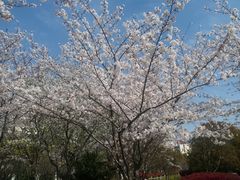 -高东镇樱花园