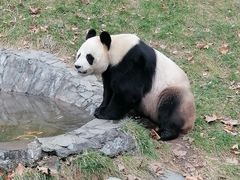 -卧龙中华大熊猫苑神树坪基地