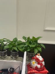 -花岐款式专研健康美甲沙龙