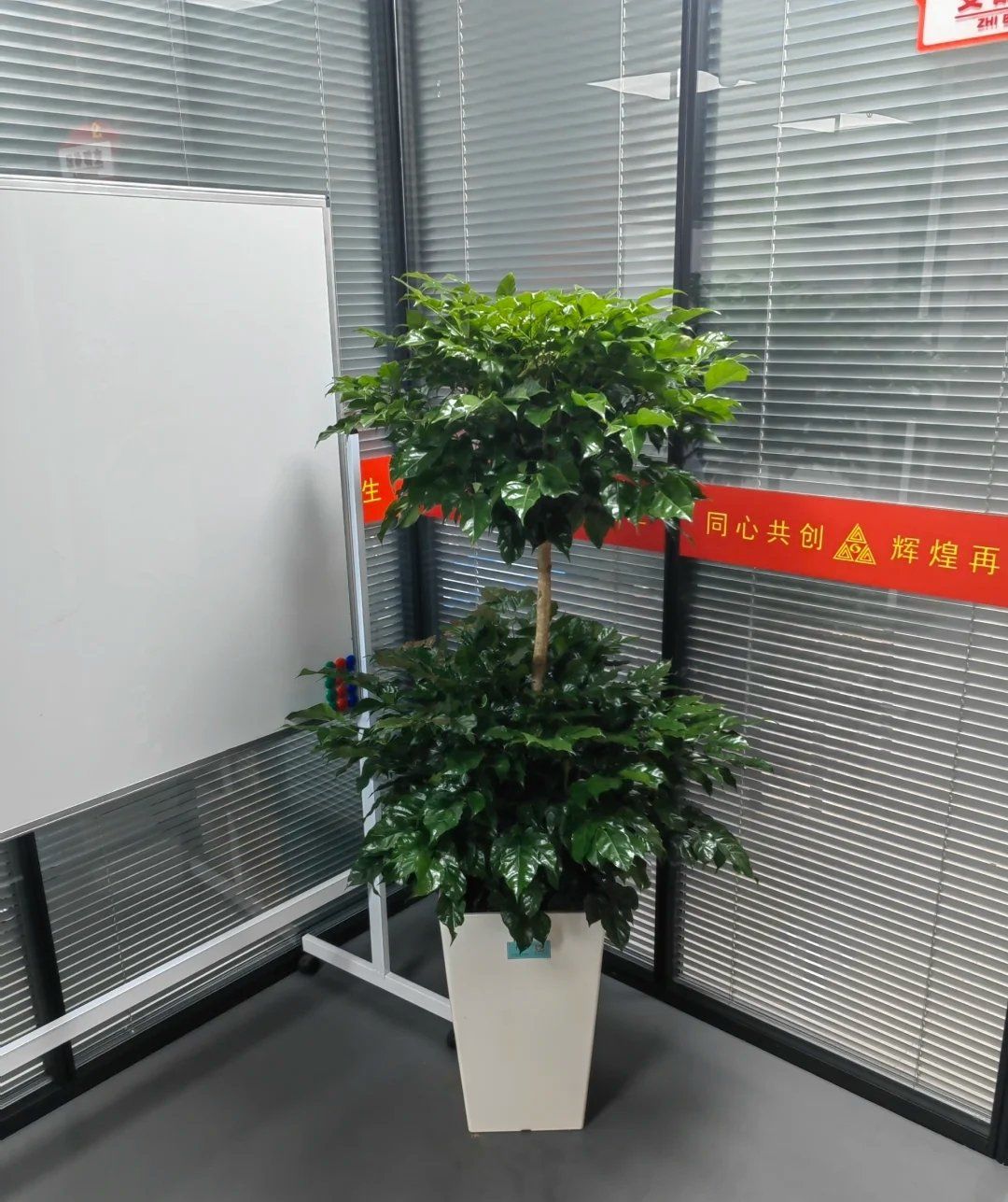 南宁办公室绿植租赁 南宁花卉租赁