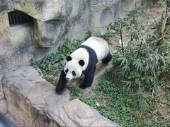 -东莞香市动物园