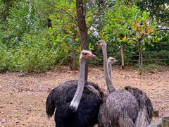 -大连森林动物园