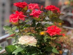 -双季花艺园艺市场(浦东店)