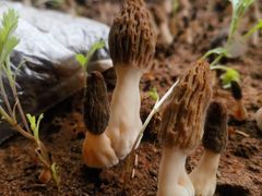 -木王宴语·野生鲜菌火锅(玉河店)