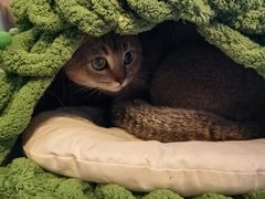 -福巷湘食小馆·猛火现炒(上海首店)