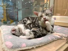 -BABIT巴比特宠物(MOMOPARK店)