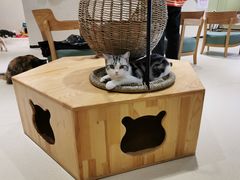 -藏猫猫咖啡主题馆(中央大道店)