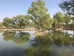 -金塔沙漠胡杨林景区