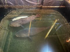-蓝湾碧波·老字号·疍家非遗海上餐厅