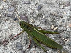 -蟠龙山长城景区