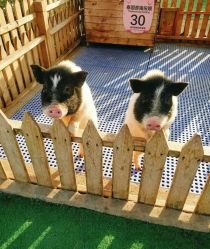 -萌宠亲子动物乐园(槐房万达店)