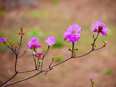 -黑龙江省森林植物园