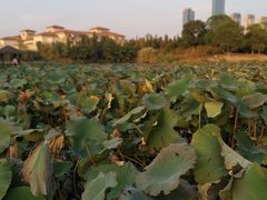 -艾溪湖湿地公园