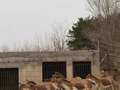 -青藏高原野生动物园
