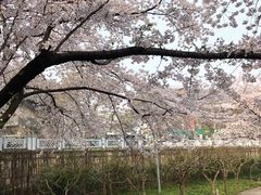 -嘉定紫藤园
