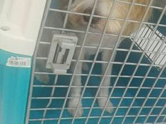 -欧奕国际动物医院