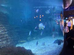 -烟台海昌鲸鲨海洋公园