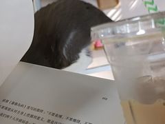 -松果猫咖(桐乡吾悦金街店)