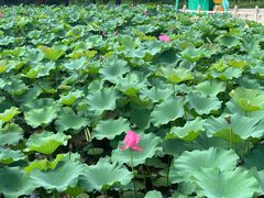 -南戴河国际娱乐中心