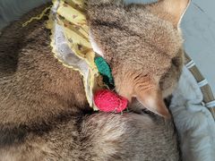 -共舞时光猫咖·狗咖(新街口店)