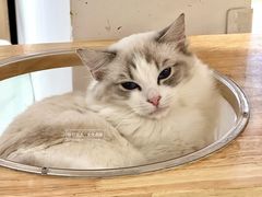 -有喵·猫咖·狗咖·30几只猫10只小狗(岗厦店)