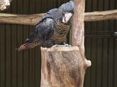 -费瑟代尔野生动物园