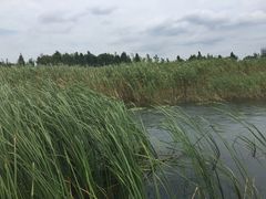 -太湖湖滨国家湿地公园-停车场