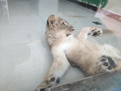 -大连森林动物园