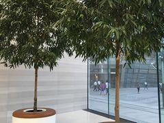 Apple&nbsp;tree-Apple零售店(济南恒隆广场店)