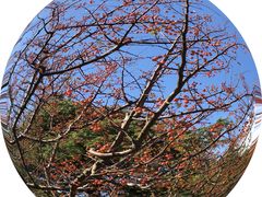 -上海滨江森林公园