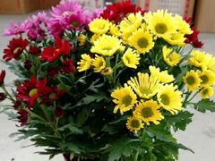 -金陵之星大酒店·中餐厅