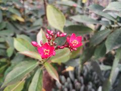 -呀路古热带植物园