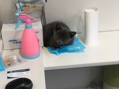 -佳怡动物医院·平价24小时·猫专科骨外科