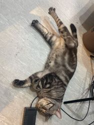 -幸运7纹身刺青Lucky7tattoo