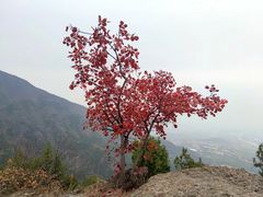 -北京十三陵国家森林公园蟒山景区