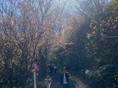 -上海佘山国家森林公园西佘山园