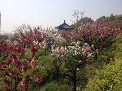 iphone_upload_pic-南汇桃花村