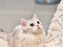 -Bastet sally猫舍购宠(静安店)