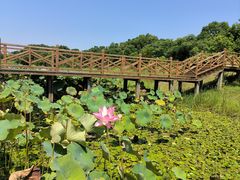 -鄱阳湖国家湿地公园