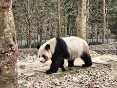-都江堰中华大熊猫苑