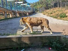 -大连森林动物园