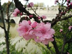 -南汇水蜜桃采摘(大团店)